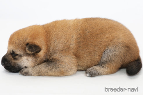 成約済の神奈川県の柴犬-342777の2枚目